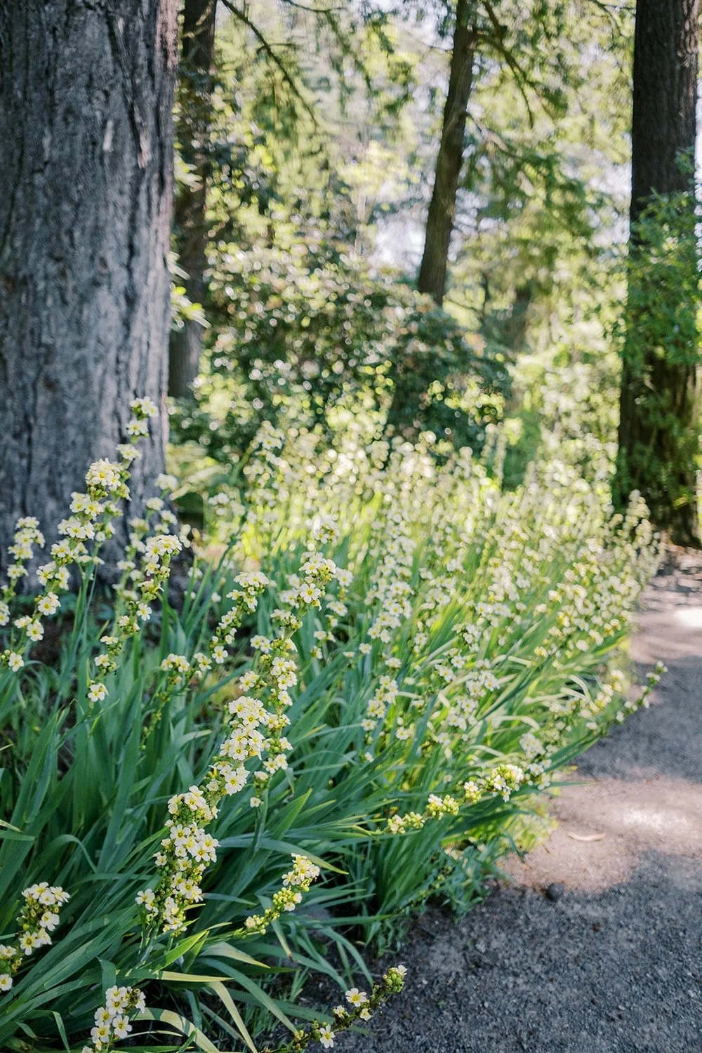 Emily_and_Bryan_Crystal_Springs_Rhododendron_Garden_Kelby_Maria_Photography