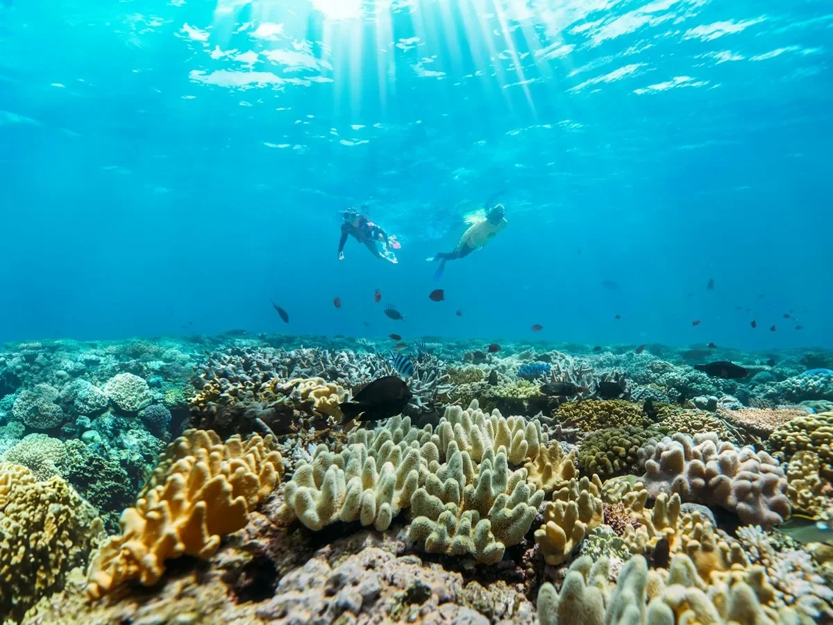 Two snorkelers swimming above a colorful coral reef in clear blue water on the Great Barrier Reef