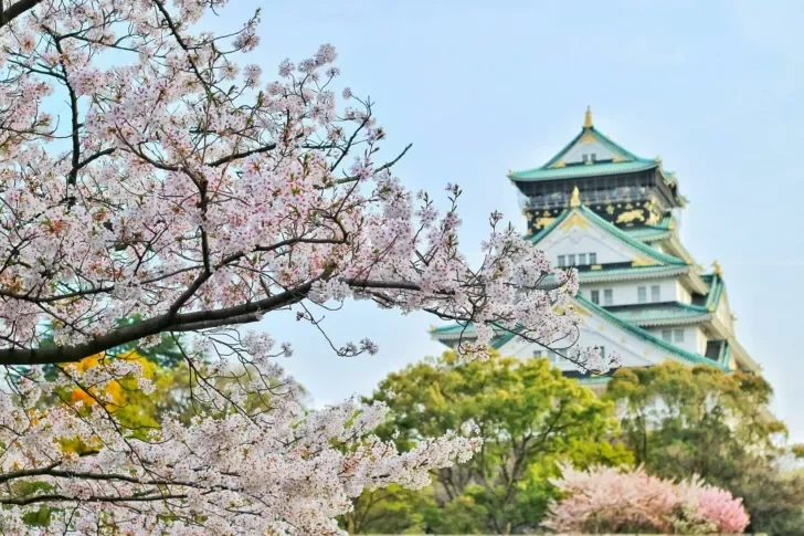 Cherry blossoms in full bloom framing the historic Osaka Castle in Japan, with its ornate green and gold roof standing against a clear blue sky.